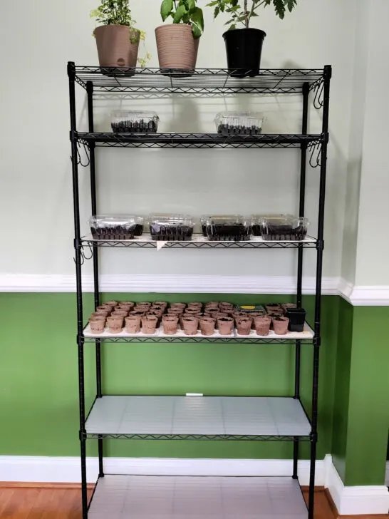 SONGMICS 6-tier wire shelf unit with plants and seedlings sitting on it.